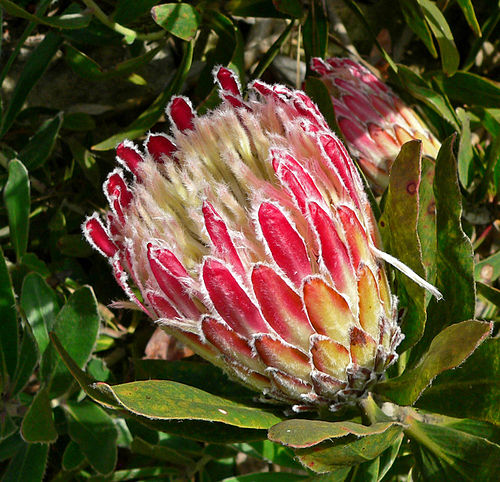 Protea obtusifolia